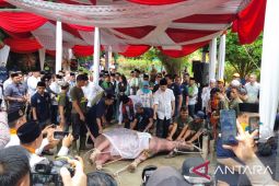 Tradisi potong 'kebo' secara patungan ingatkan Rano Karno akan masa kecil