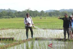 15 hektare tanaman padi di Luragung Kuningan terserang hama kresek