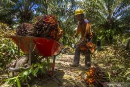 Penataan sawit yang baik perlu jaga citra di mata dunia