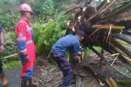 Damkartan selamatkan pemuda tertimpa pohon sawit