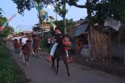Ratusan ekor kuda meriahkan Adat Tiu warga Jantuk Lombok Timur