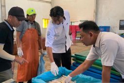 H+3 Lebaran, Badan Mutu KKP Babel sertifikasi mutu 17 ton ikan segar tujuan ekspor dari Bangka Belitung