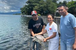Pokmaswas NTT selamatkan penyu hijau yang tersangkut di pancingan nelayan