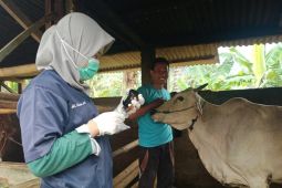 Kementan pastikan pengendalian PMK optimal meski libur Lebaran