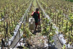 Petani melon Ngawi panen lebih awal