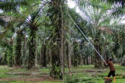 Pemprov Sumut targetkan peremajaan  sawit rakyat 11.000 hektare