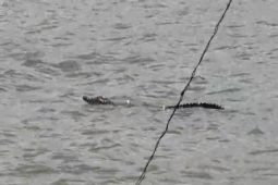 Buaya muara muncul di pantai Lampung Selatan