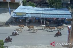 Masyarakat Buol diimbau tidak lepasliarkan ternak di jalan raya