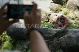 Pengunjung GL Zoo Yogyakarta tembus 34.500 orang saat libur lebaran
