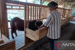 Warga Kediri kembangkan budidaya kambing boer dari Australia