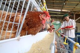 Ketahanan pangan rumah tangga melalui peternakan terintegrasi