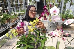 Budidaya tanaman anggrek di Kediri