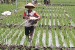 Alokasi pupuk subsidi Jatim
