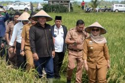 Panen raya di Jabung, Bupati Lampung Timur upayakan dukungan alsintan dan stabilitas harga