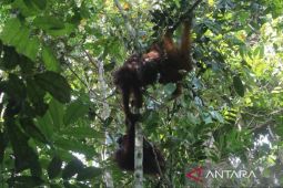 Berau-COP kampanye satwa endemik lewat "Run for Orangutan"