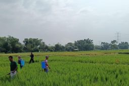 Pemkab Probolinggo gencarkan pengendalian hama wereng coklat