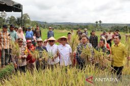 Disiarkan serentak, Bupati Tapsel panen raya bersama Presiden Prabowo di Desa Pargarutan Julu