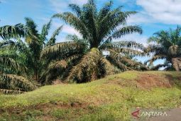 Harga sawit di Mukomuko turun usai Lebaran 2025