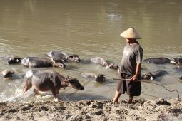 Kampung kerbau di Ngawi