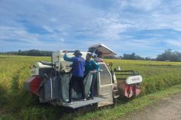 Nilai tukar  petani Sumsel naik 1,24 persen pada Maret 2025