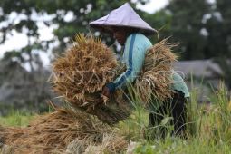 BPS: NTP Aceh turun 0,74 persen pada Maret 2025