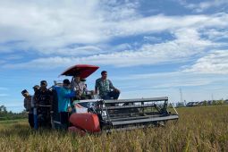 Pemkot Singkawang targetkan 25 ribu ton padi  wujudkan swasembada pangan