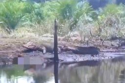 BKSDA Sampit hampir setiap hari terima laporan dari warga terkaitkemunculan buaya