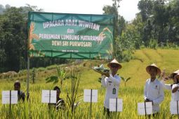 Jaga ketahanan pangan, Pemkab Kulon Progo resmikan Lumbung Mataraman Dewi Sri