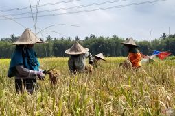 Kejar target produksi, Pemkab Serang percepat tanam padi