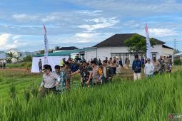 Pemkot Singkawang siap membantu petani tingkatkan hasil panen padi
