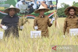 Pemkab Aceh Barat targetkan tanam padi seluas 14.071 Ha di 2025