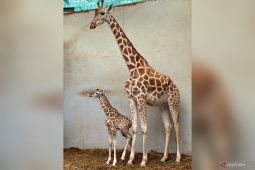 Bagi warga yang akan usul nama bayi jerapah Taman Safari, ini caranya