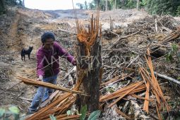 Alih fungsi lahan hutan jadi lokasi tambang di Samarinda