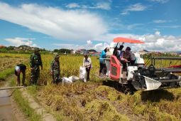 Lampung Tengah targetkan produksi gabah satu juta ton