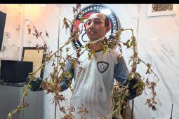 Klarifikasi Polres Ponorogo terkait tanaman herbal yang disebut mirip ganja