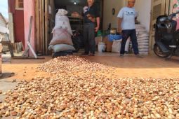 Harga pinang di Abdya meningkat jadi Rp13 ribu per kilogram