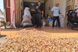 Harga pinang di Abdya naik 85 persen, tertinggi dalam tiga tahun