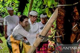 Pemkab Badung tanam pohon Bodhi jaga keseimbangan ekologis tempat suci