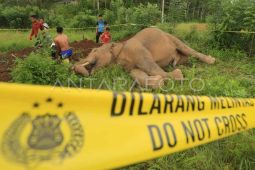 BKSDA Aceh berkoordinasi dengan kepolisian selidiki kematian gajah