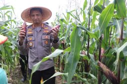 Dukung ketahanan pangan, Kapolres Tangerang panen 2,5 ton jagung ketan