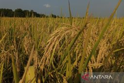 Bulog hanya serap 51 ribu ton gabah petani di Indramayu