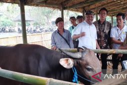 Lomba bibit sapi Bali jantan ramaikan hut kota Gianyar