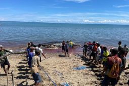 BKKPN melaporkan seekor paus sperma mati terdampar di perairan TTU