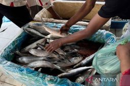 Penjualan ikan bandeng Aceh Timur tembus pasar Korea dan Jepang