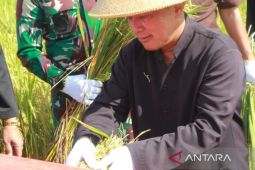 Pemkab Kuningan terbitkan edaran pembelian gabah petani Rp6.500 per kg, tanpa syarat