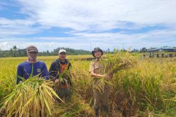 Distan Lebak minta petani tingkatkan IP dalam setahun