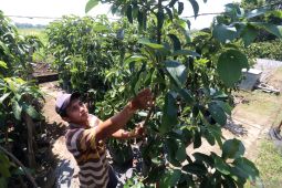 Sentra bibit pohon buah di Nganjuk