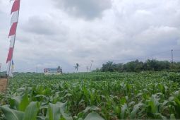 BPS Jambi catat luas panen jagung capai 1.514 hektare