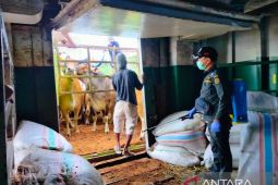 Balai Karantina Gorontalo pastikan pengiriman sapi ke Kalimantan bebas penyakit