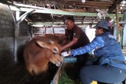 Ribuan hewan ternak di Probolinggo telah mendapat vaksin PMK